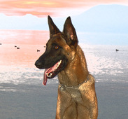 Nat Education Canine Toutes races